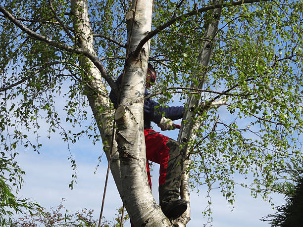 Best Tree Disease Treatment  in Kulpsville, PA